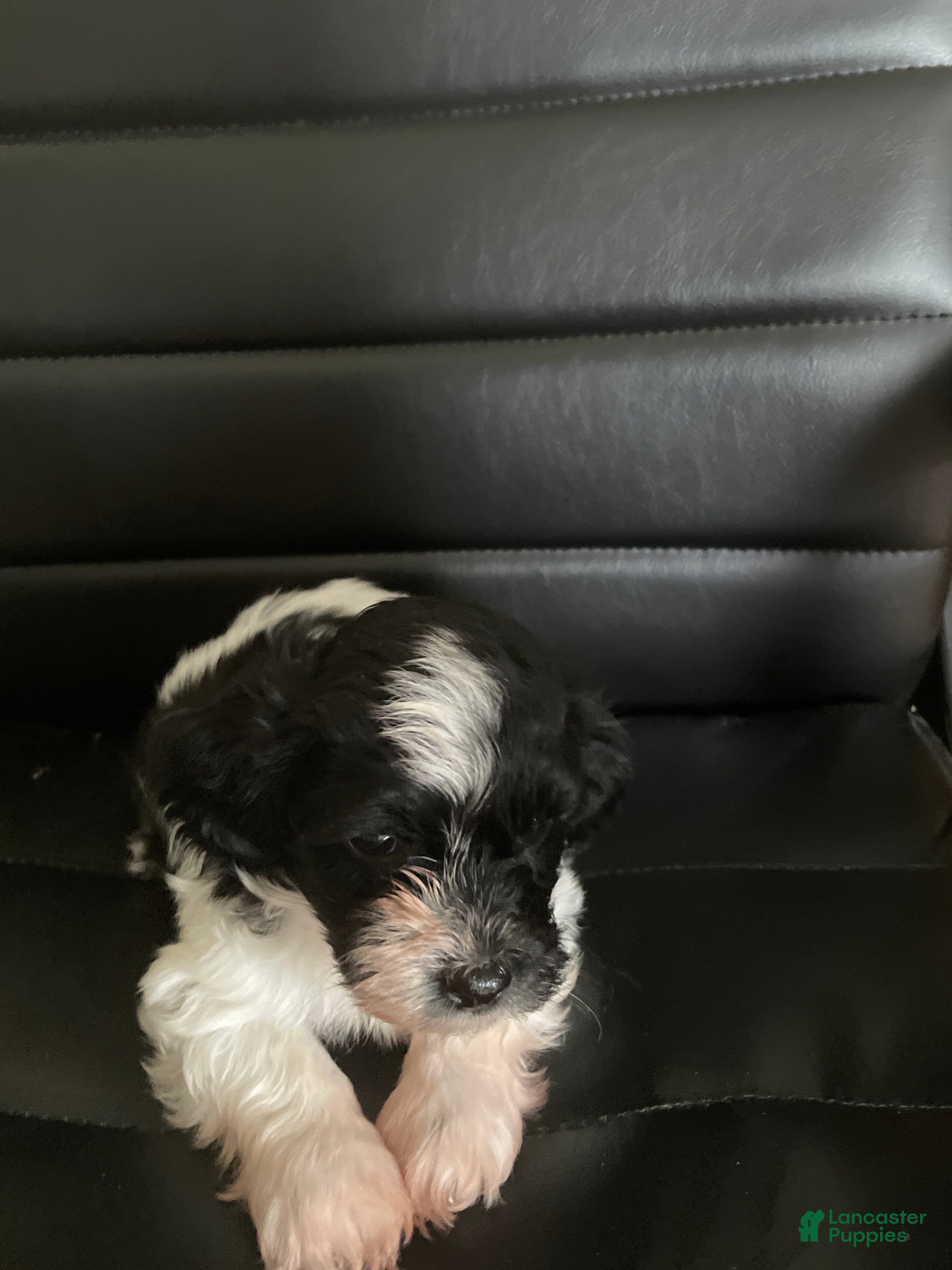 Shihpoo dogs Shihpoo 4 - Ad 1