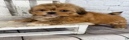 Shih Tzu dogs for sale: Dale - Ad 9