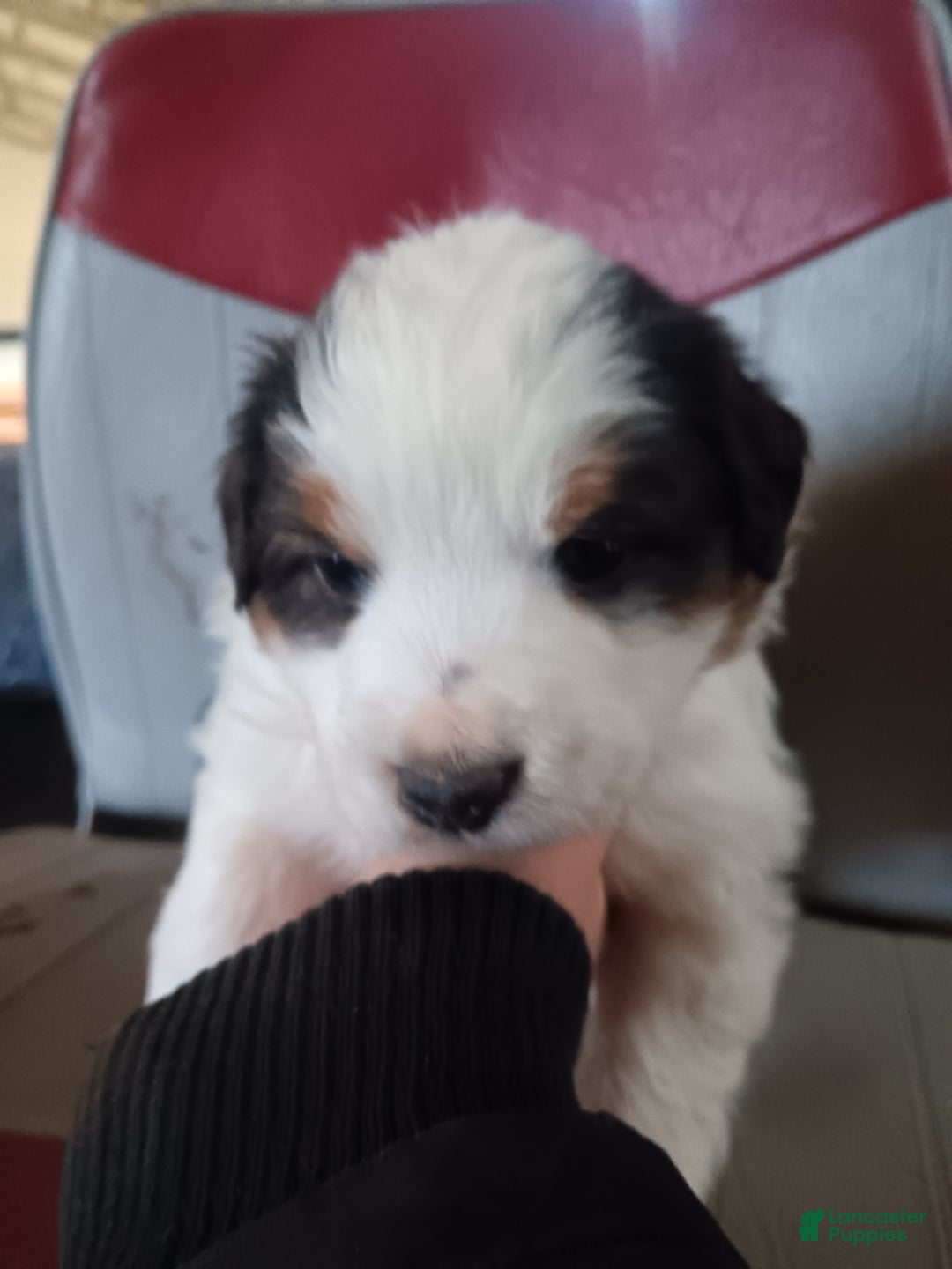 Australian Shepherd dogs for sale: Oreo - Ad 7