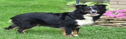 Australian Shepherd dogs for sale: Flossie - Ad 7