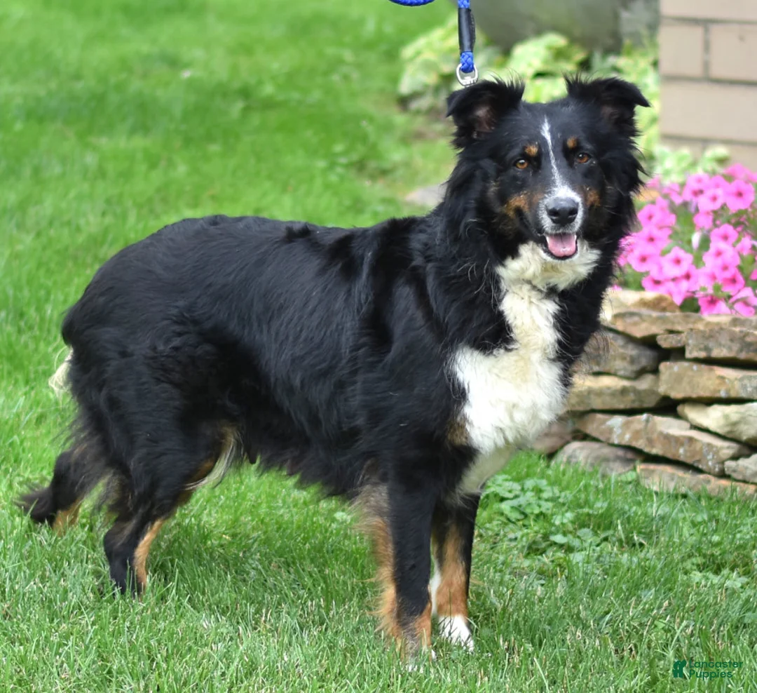 Australian Shepherd dogs for sale: Flossie - Ad 7