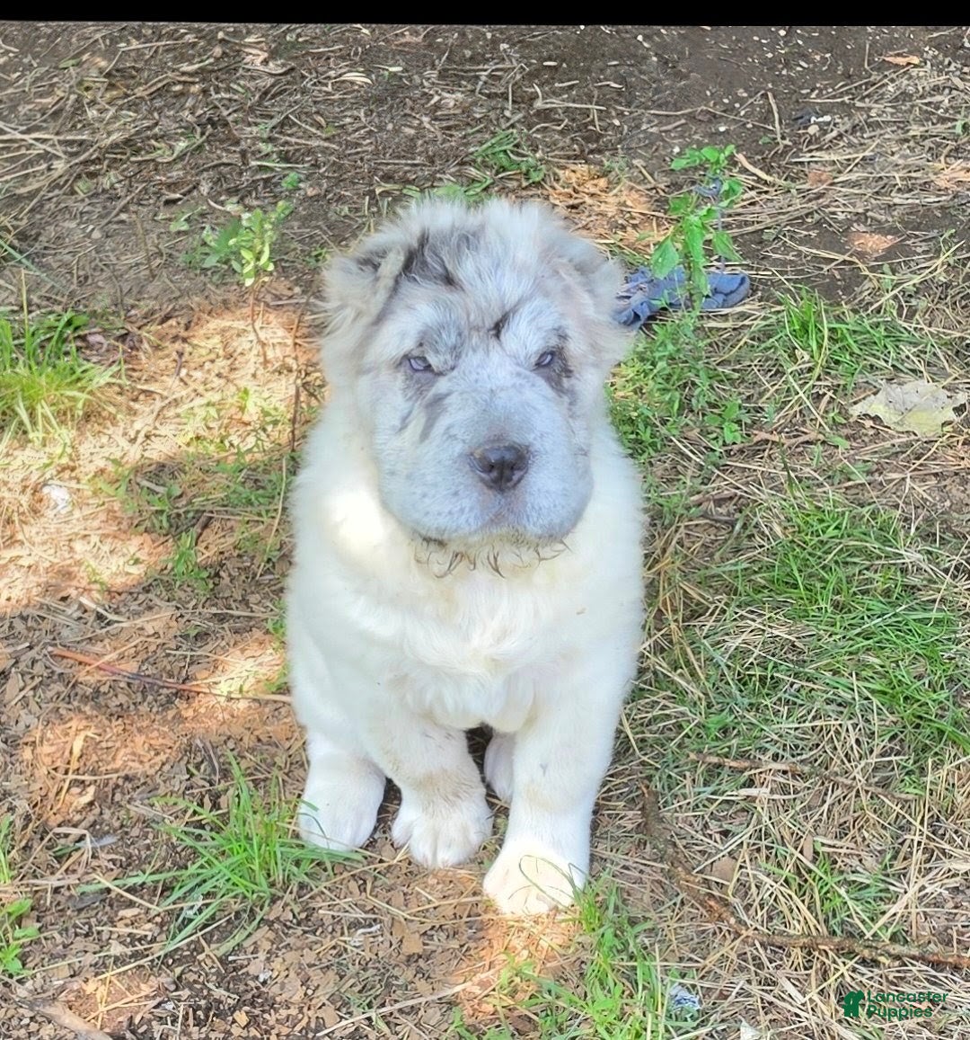 Shar Pei dogs Nova  - Ad 2