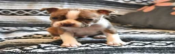 Boston Terrier dogs for sale: Howie - Ad 1