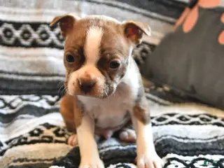 Boston Terrier dogs for sale: Howie - Ad 1