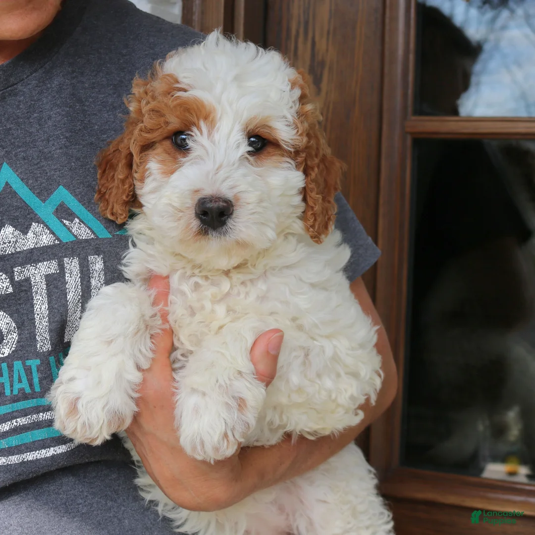 Mini Goldendoodle dogs for sale: Bella  - Ad 2