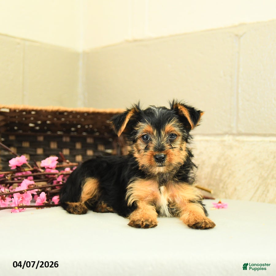 Yorkshire Terrier dogs Scout - Ad 2