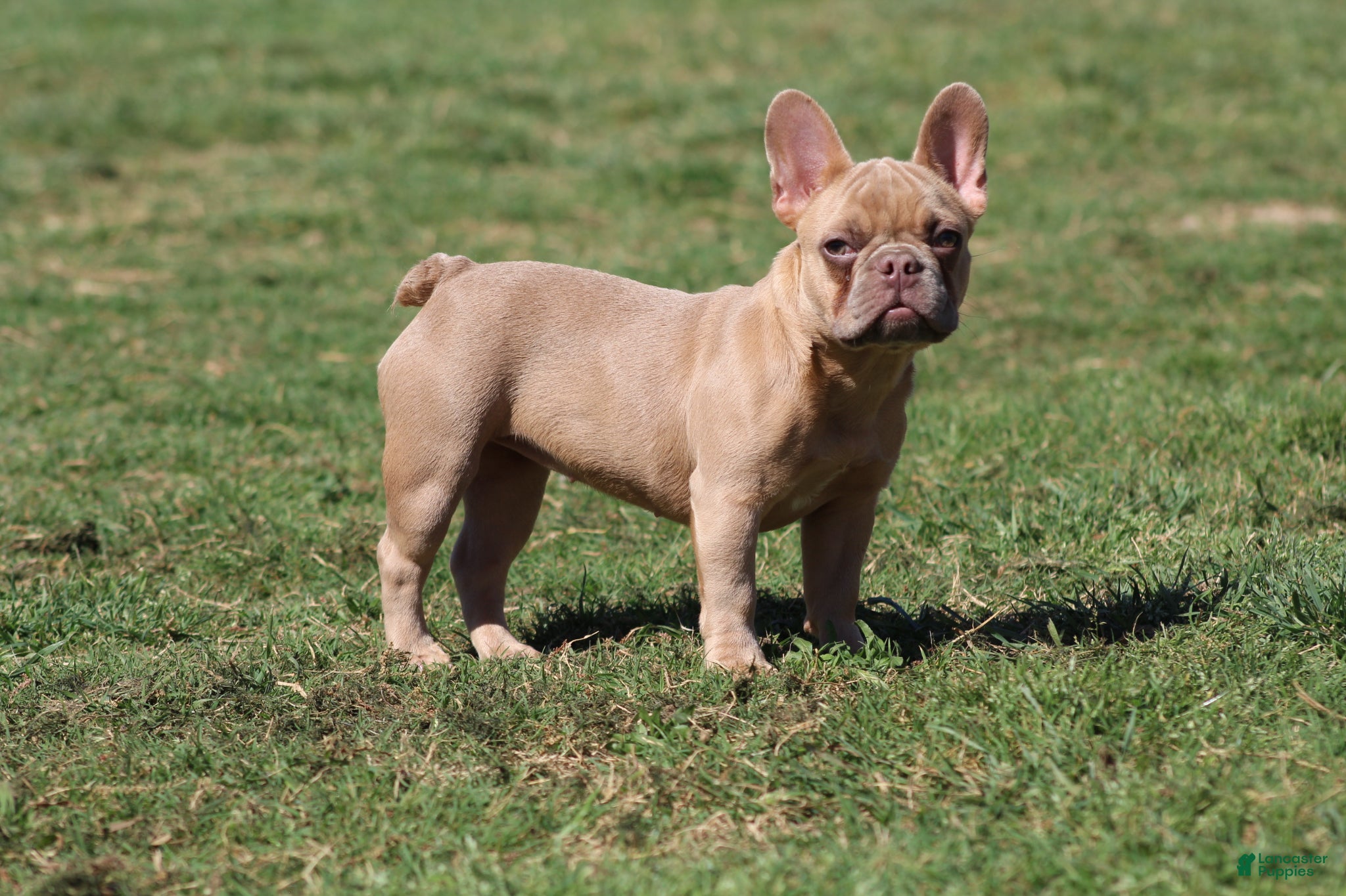 French Bulldog dogs French Bulldog Puppy 3 - Ad 13