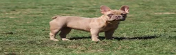 French Bulldog dogs for sale: French Bulldog Puppy 3 - Ad 1