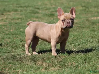 French Bulldog dogs French Bulldog Puppy 3 - Ad 13