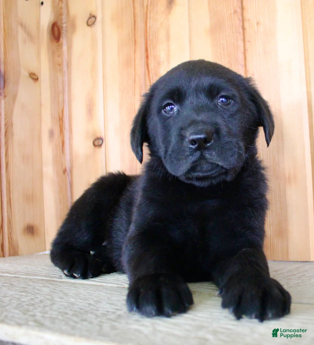 Labrador Retriever dogs for sale: Fenn - Ad 10