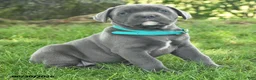 Cane Corso dogs for sale: Rain - Ad 2