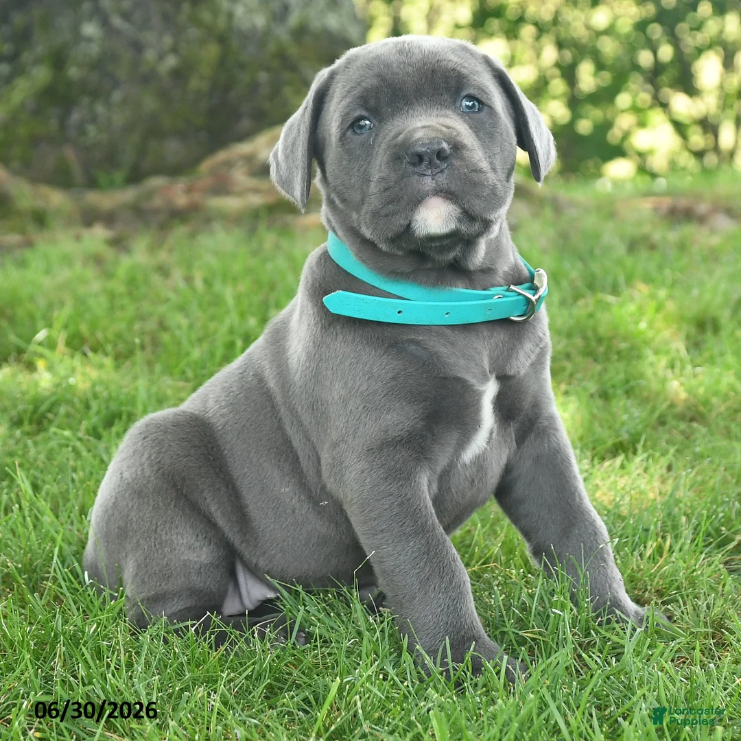 Cane Corso dogs for sale: Rain - Ad 2