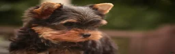 Yorkshire Terrier dogs for sale: Damon Yorkshire Terrier  - Ad 20