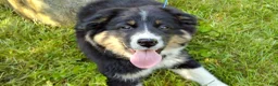 Mixed Breed dogs for sale: Skip - Ad 5