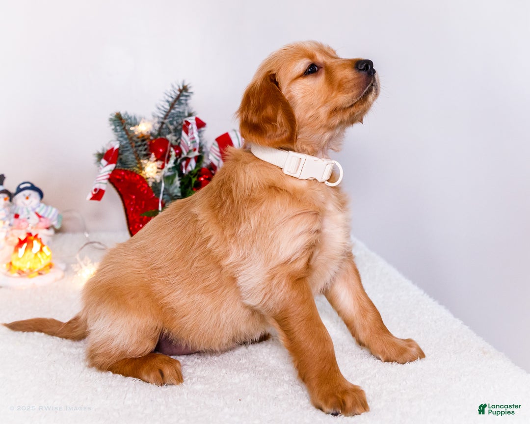 Golden Retriever dogs for sale: Goldie - Ad 7