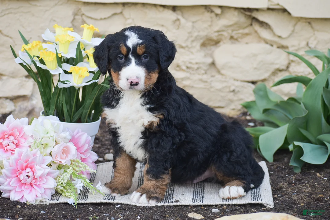 Bernese Mountain Dog dogs for sale: Scout - Ad 2