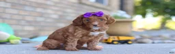 Mini Goldendoodle dogs for sale: Ember - Ad 2