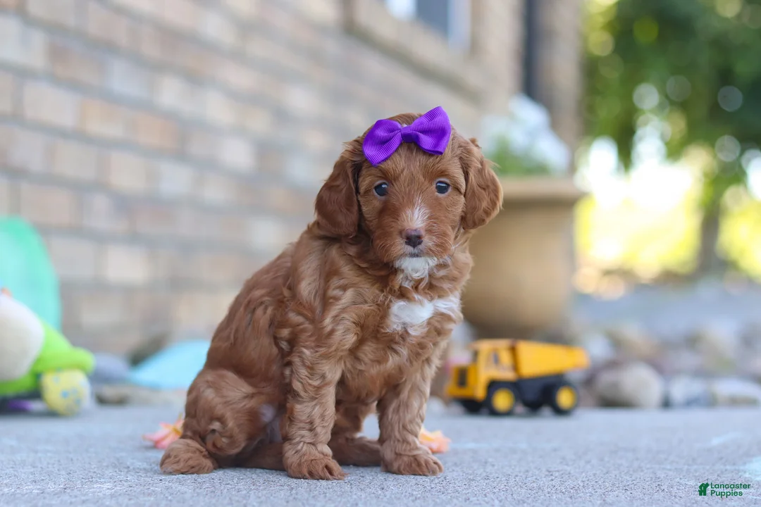 Mini Goldendoodle dogs for sale: Ember - Ad 2