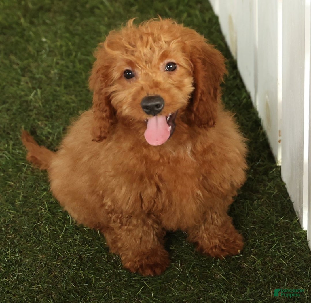 Mini Goldendoodle dogs for sale: Cash - Ad 1