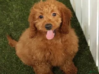 Mini Goldendoodle dogs Cash - Ad 35