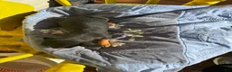 Chihuahua dogs for sale: Jaxon - Ad 4
