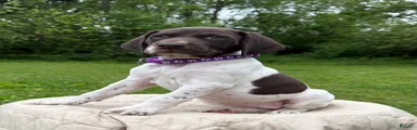 German Shorthaired Pointer Puppy 8