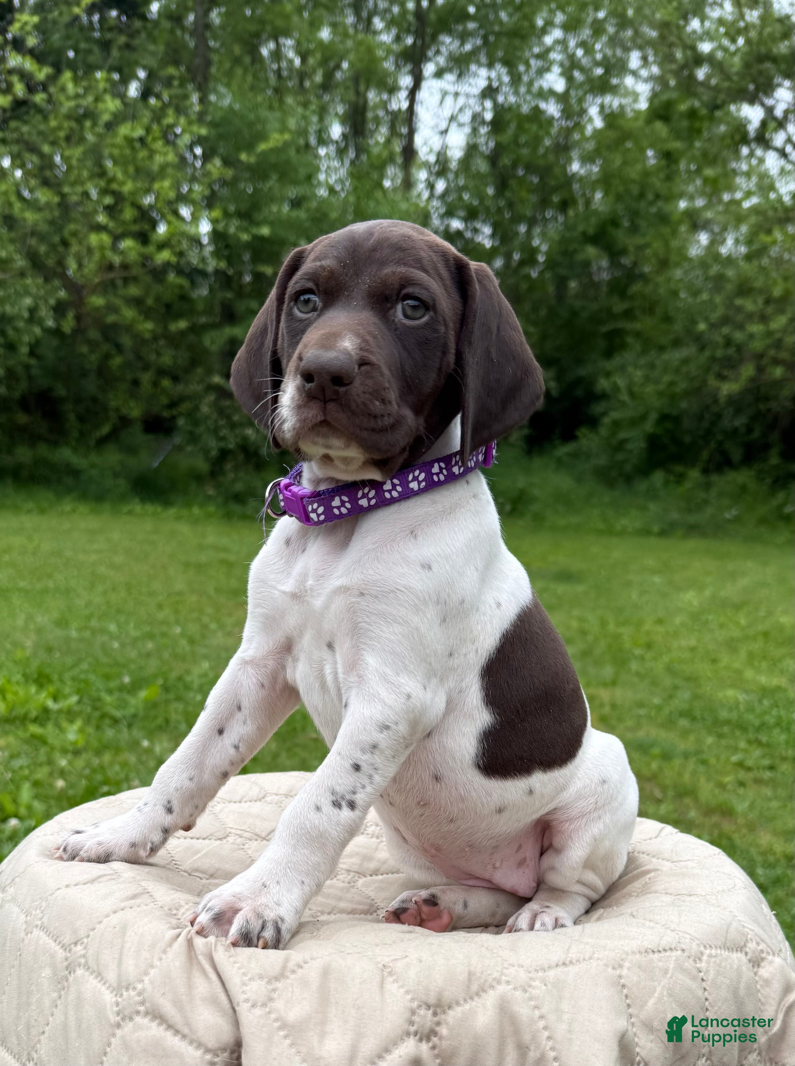 German Shorthaired Pointer dogs for sale: Purple Girl - Ad 1