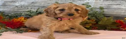 Cavapoo dogs for sale: Cavapoo 1 - Ad 3