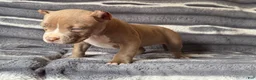 American Bully dogs for sale: Scrabble  - Ad 3