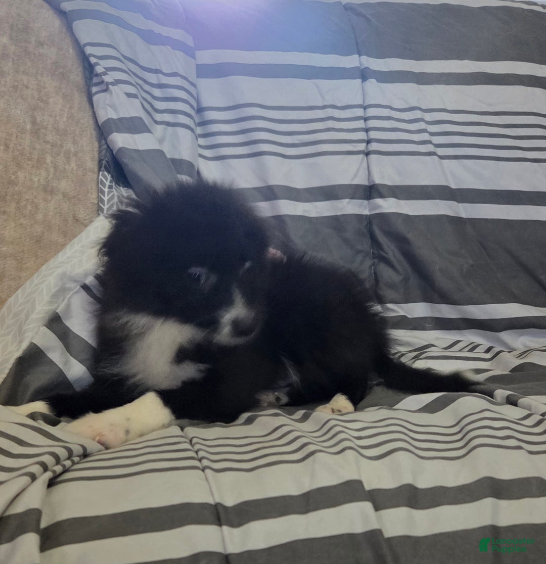 Pomeranian dogs for sale: Nomad - Ad 2