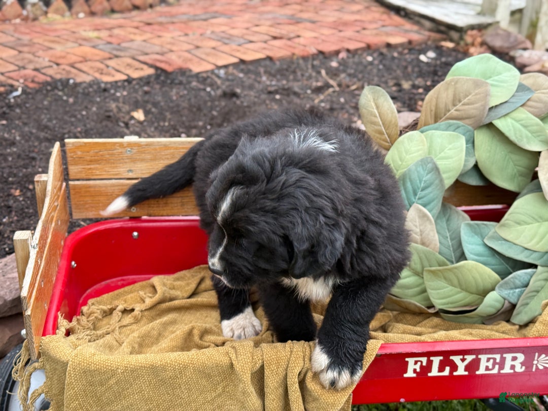 Mixed Breed dogs for sale: Whiskey - Ad 3