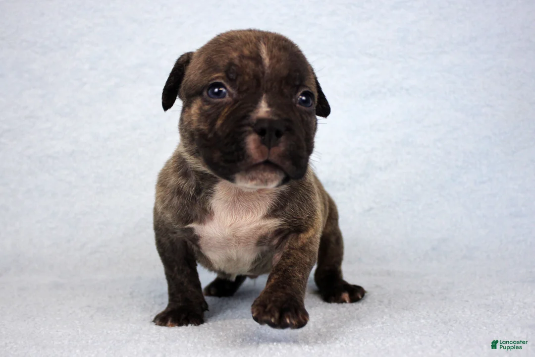 American Bully dogs for sale: Black Brindle Male - Ad 2