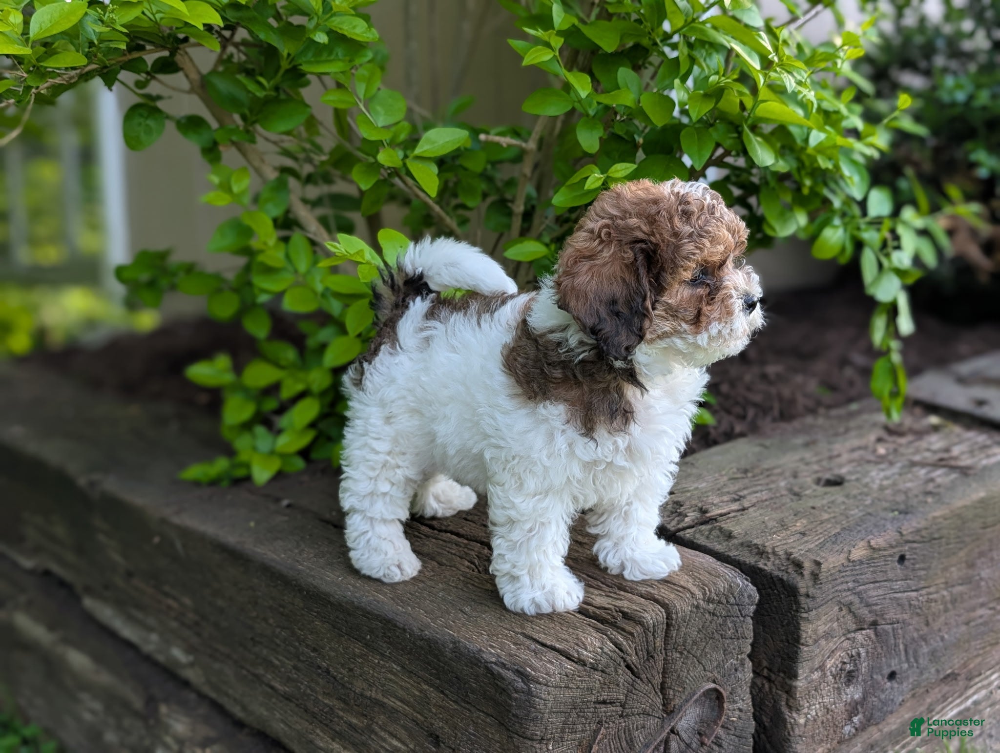 Shihpoo dogs Arnold - Ad 2