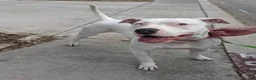 American Pit Bull Terrier dogs for sale: American Pit Bull Terrier 1 - Ad 9