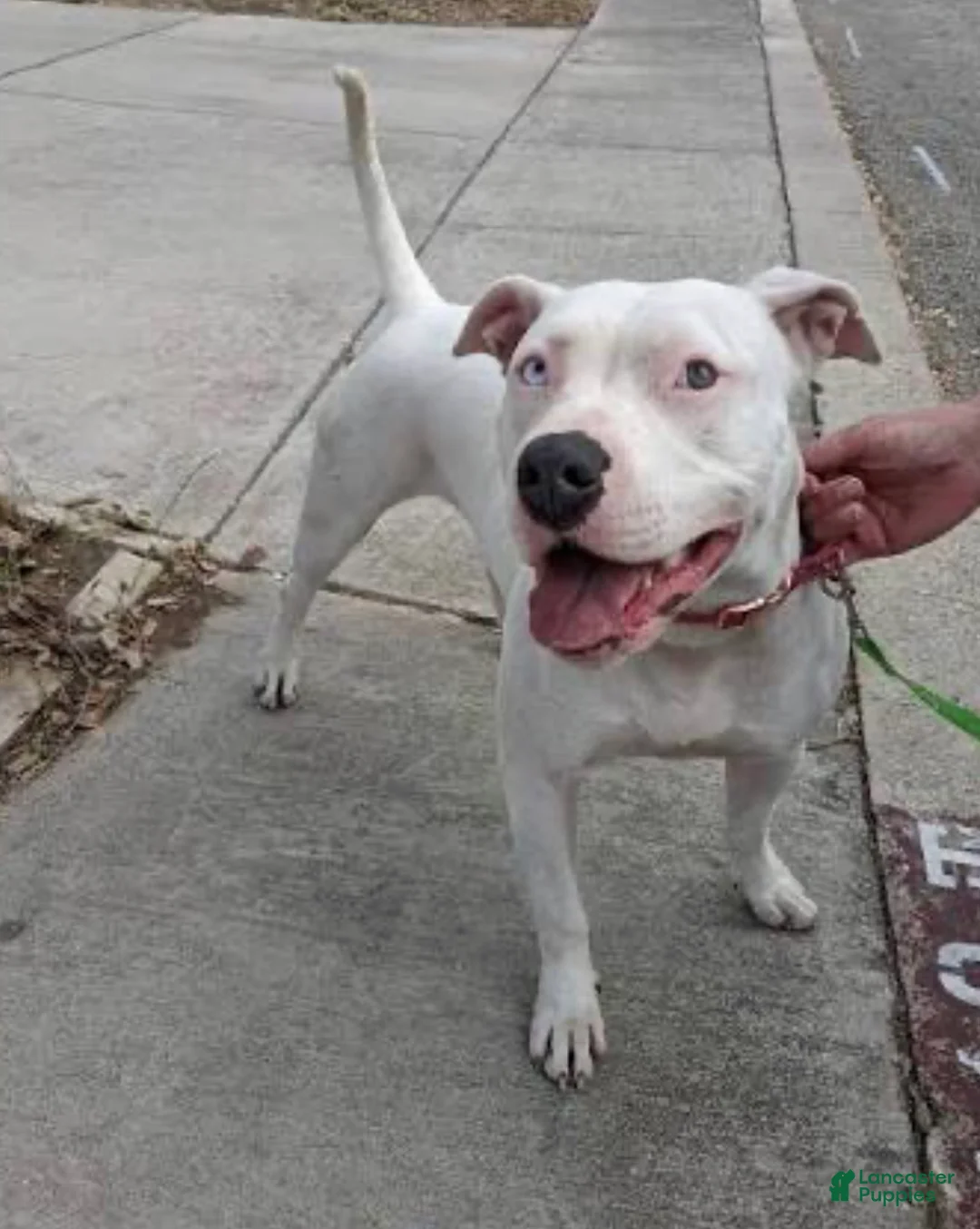 American Pit Bull Terrier dogs for sale: American Pit Bull Terrier 1 - Ad 9