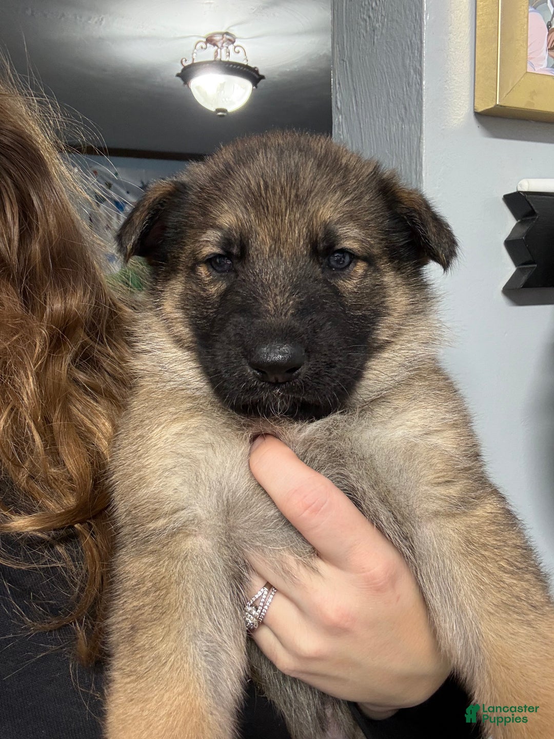 German Shepherd dogs for sale: Titus - Ad 2