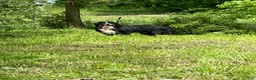 Bernese Mountain Dog dogs for sale: Casey - Ad 7