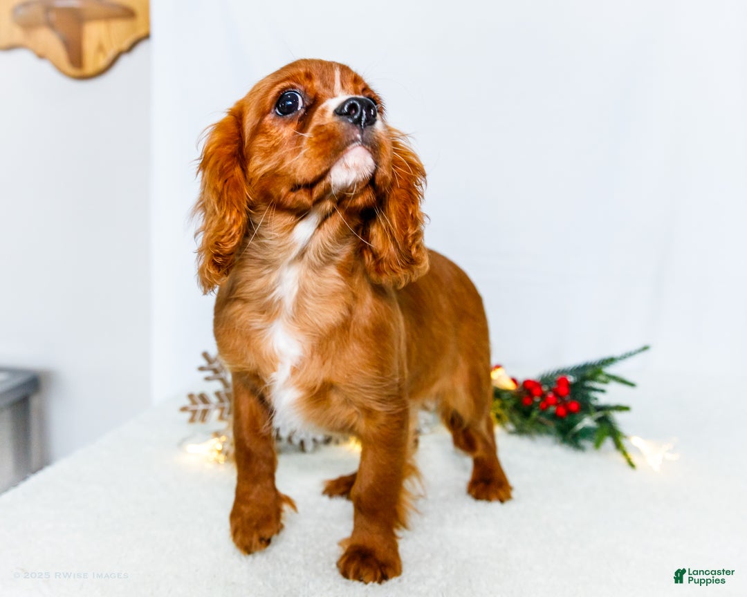 Cavalier King Charles Spaniel dogs for sale: Candy Cane - Ad 2