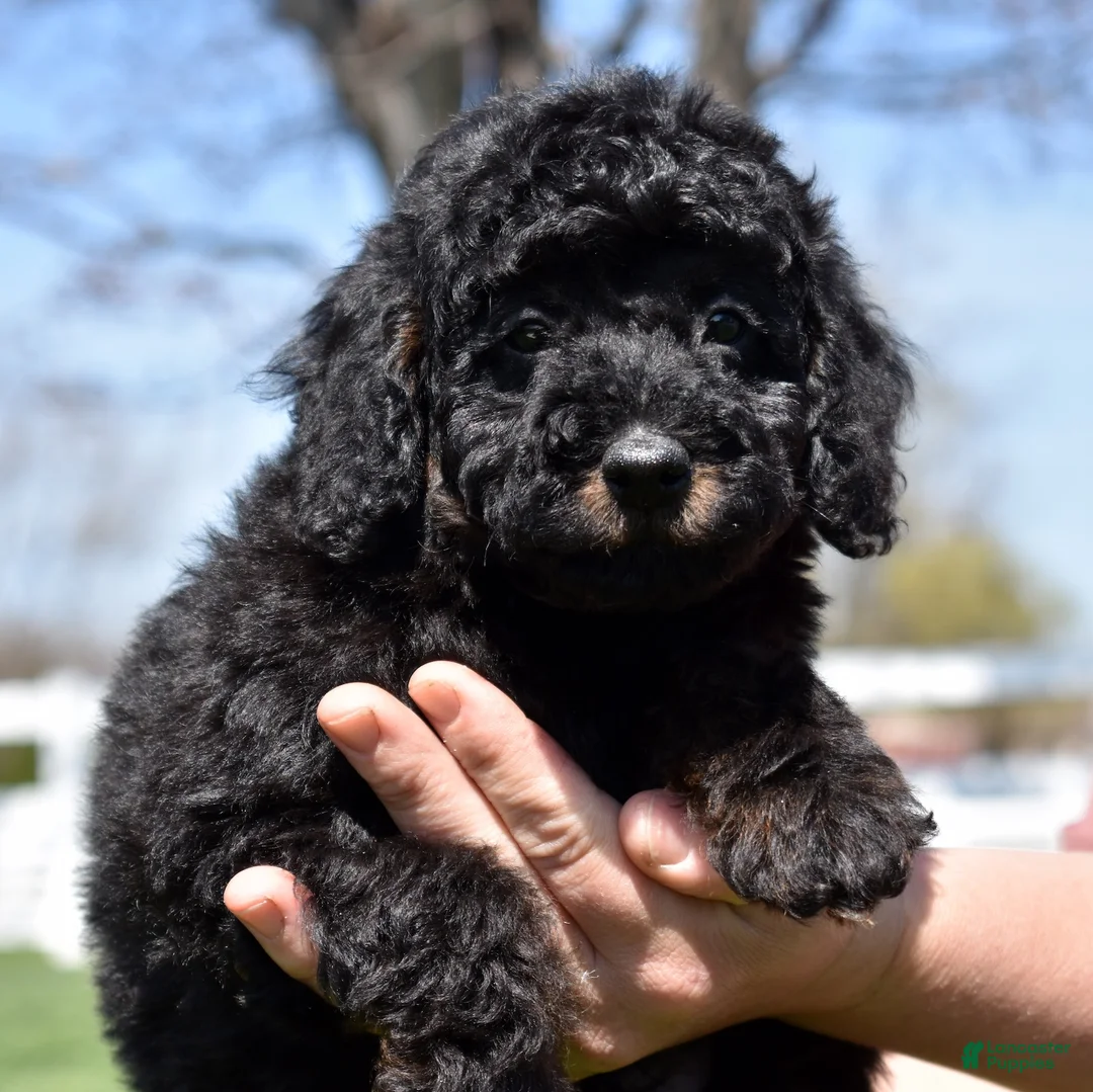 Miniature Poodle dogs for sale: Onyx  - Ad 2