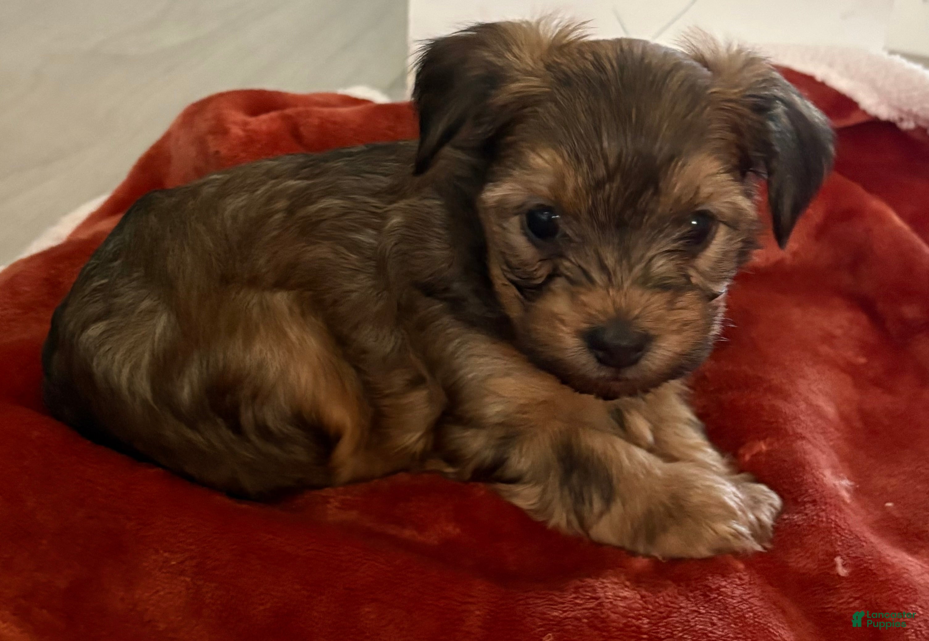 Yorkiepoo dogs Yorkiepoo Puppy 1 - Ad 1