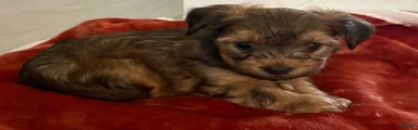 Yorkiepoo Puppy 1