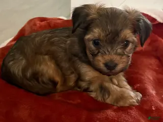 Yorkiepoo dogs for sale: Yorkiepoo Puppy 1 - Ad 3