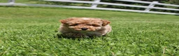 Miniature Poodle dogs for sale: AKC Max  - Ad 8