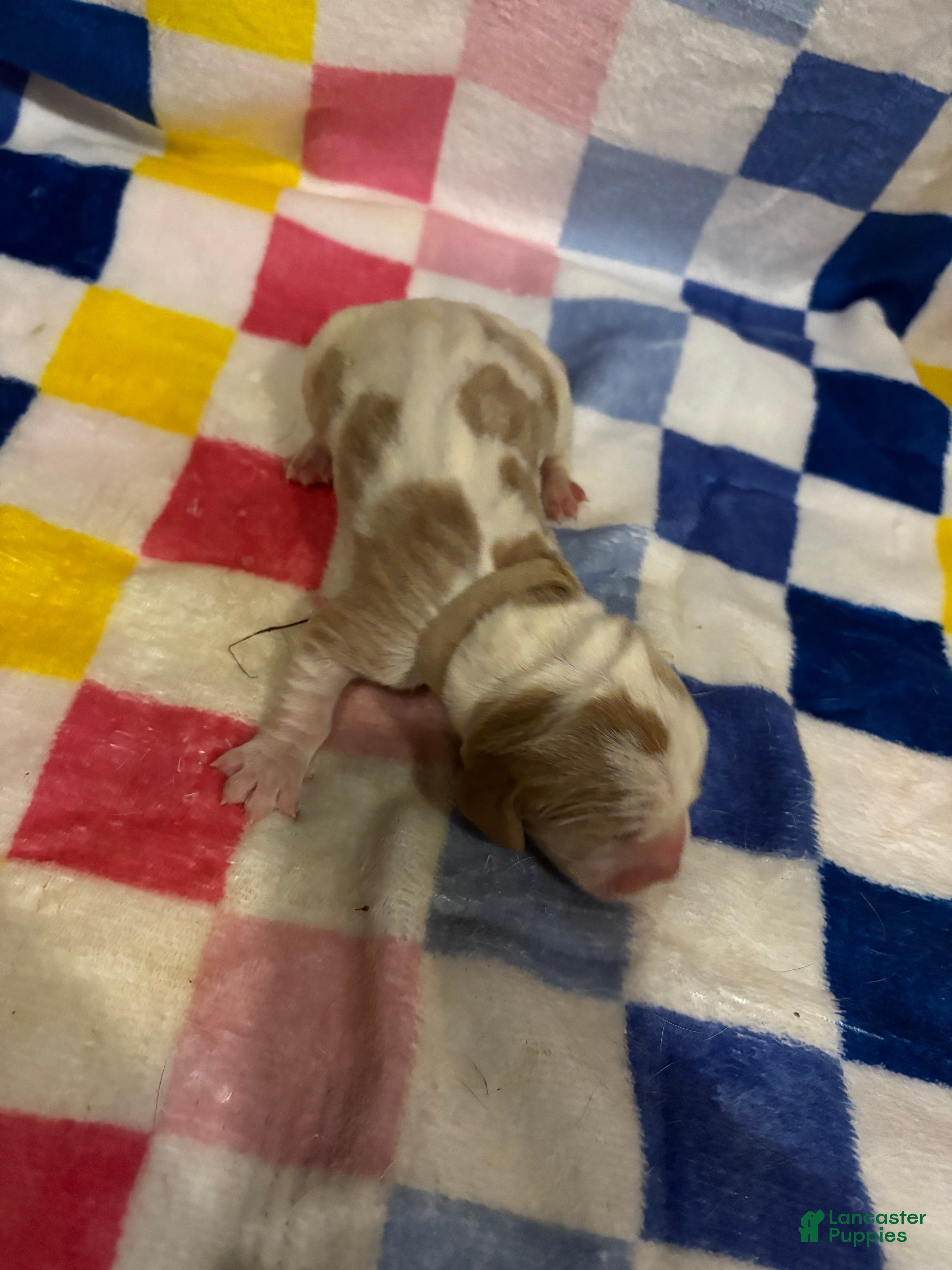 Basset Hound dogs Boy 6-Boon - Ad 11