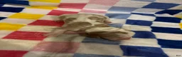 Basset Hound dogs for sale: Boy 6-Boon - Ad 1