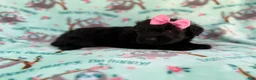 Aussiedoodle dogs for sale: Darla - Ad 3