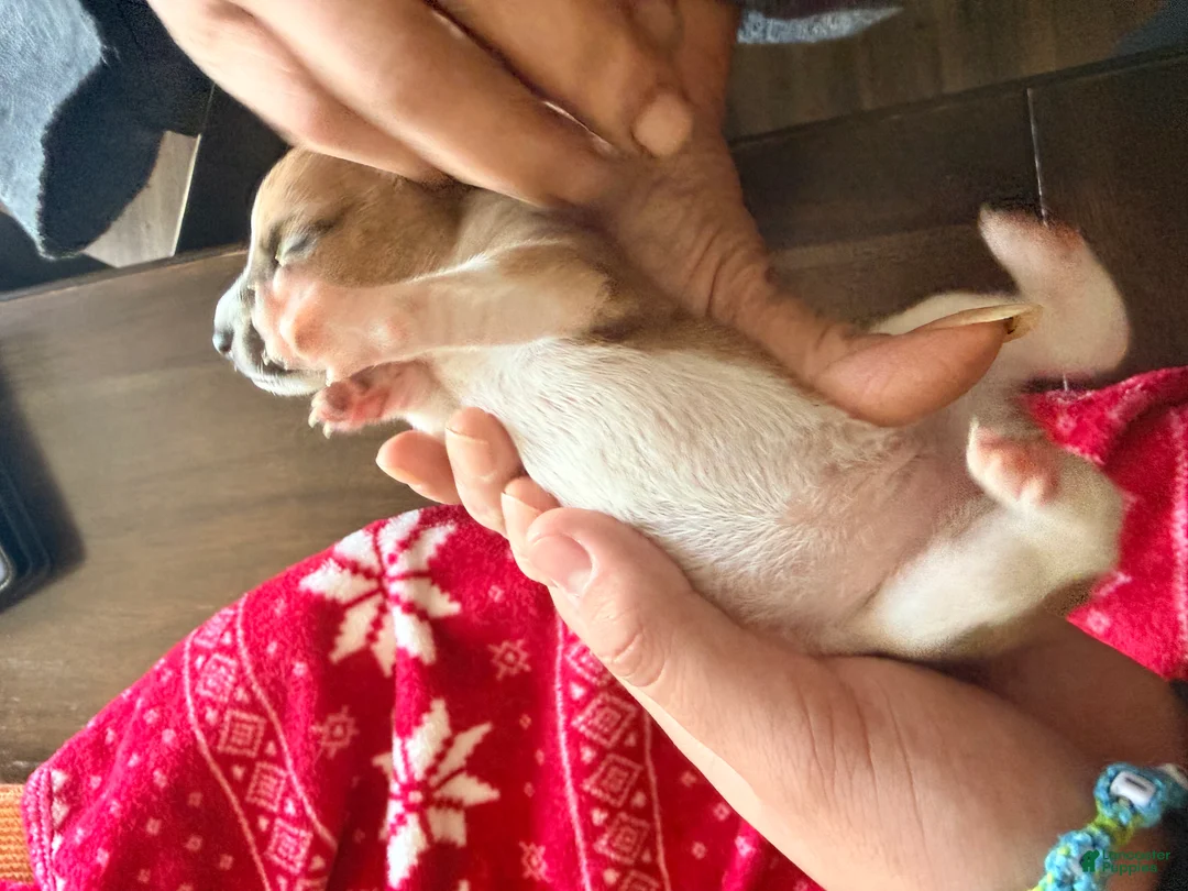 Chihuahua dogs for sale: Chihuahua Puppy 2 - Ad 1