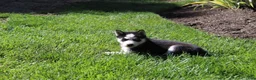 Siberian Husky dogs for sale: Misha - Ad 2