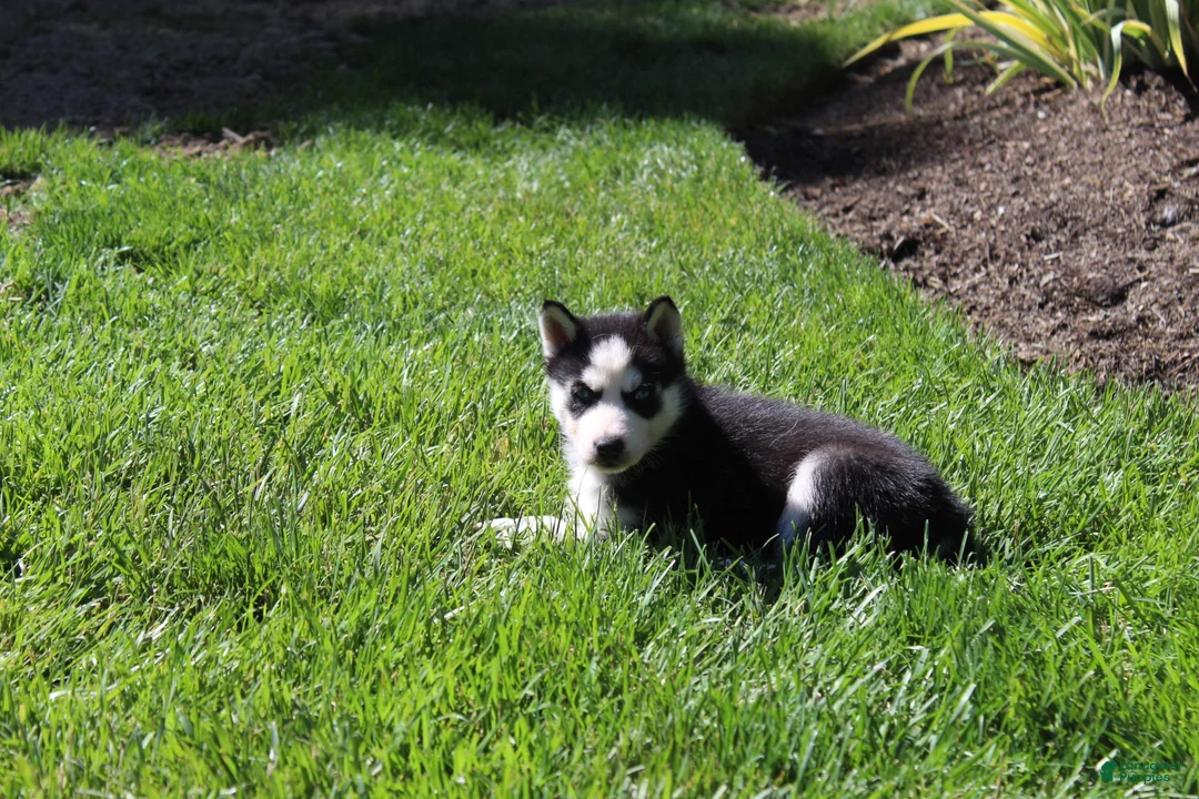 Siberian Husky dogs for sale: Misha - Ad 2