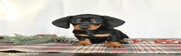 Miniature Dachshund dogs for sale: Scout - Ad 1